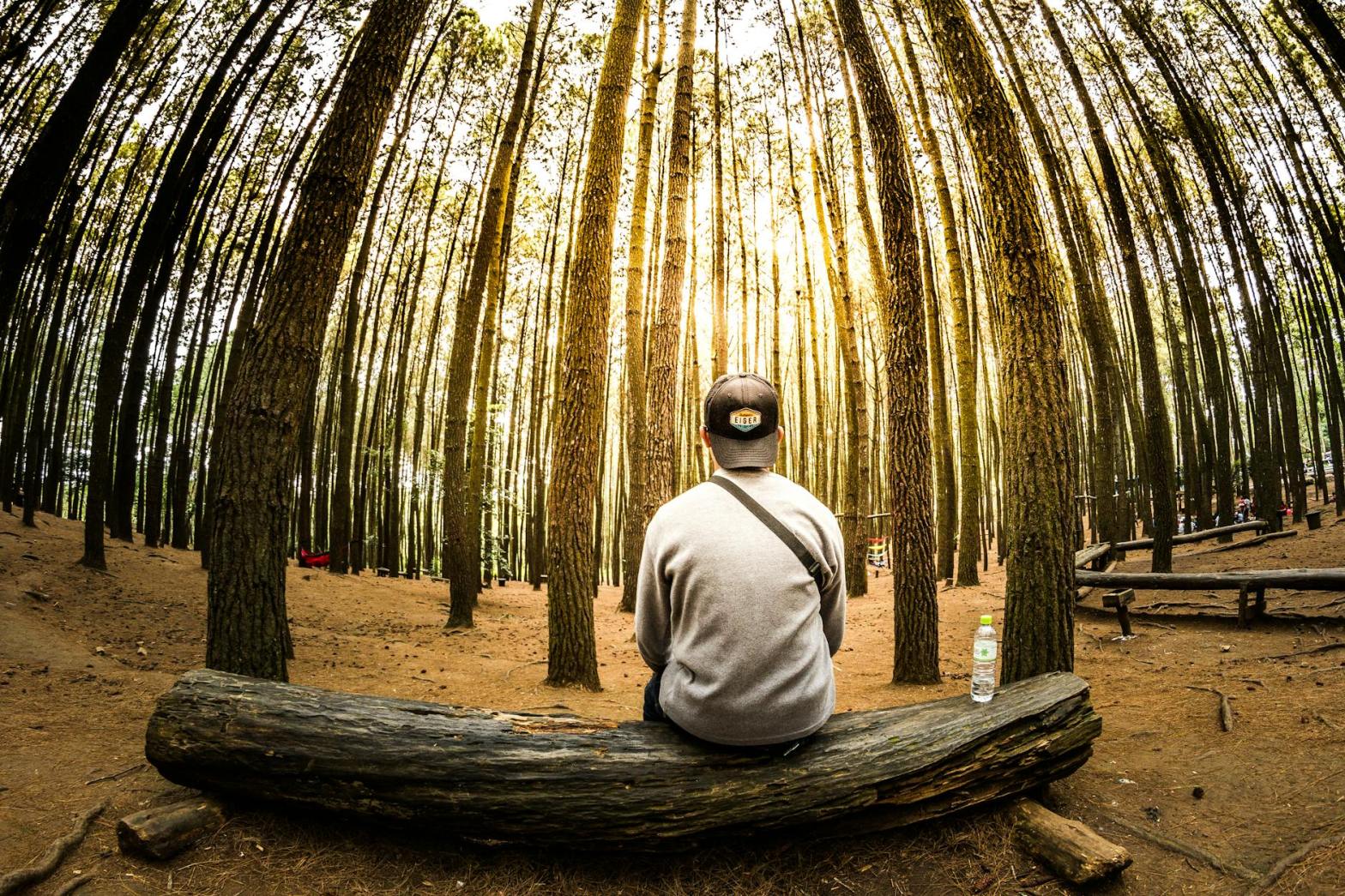man siting on log in center of forest panoramic photo
